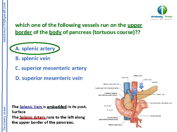 anatomy 433@gmail. com which one of the following vessels run on the upper border