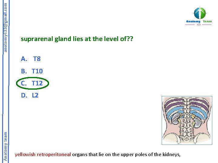 anatomy 433@gmail. com suprarenal gland lies at the level of? ? A. T 8