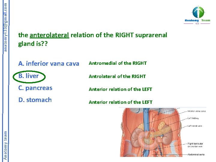anatomy 433@gmail. com Anatomy team the anterolateral relation of the RIGHT suprarenal gland is?