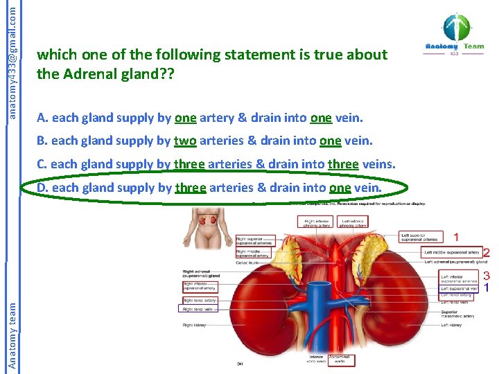 anatomy 433@gmail. com which one of the following statement is true about the Adrenal