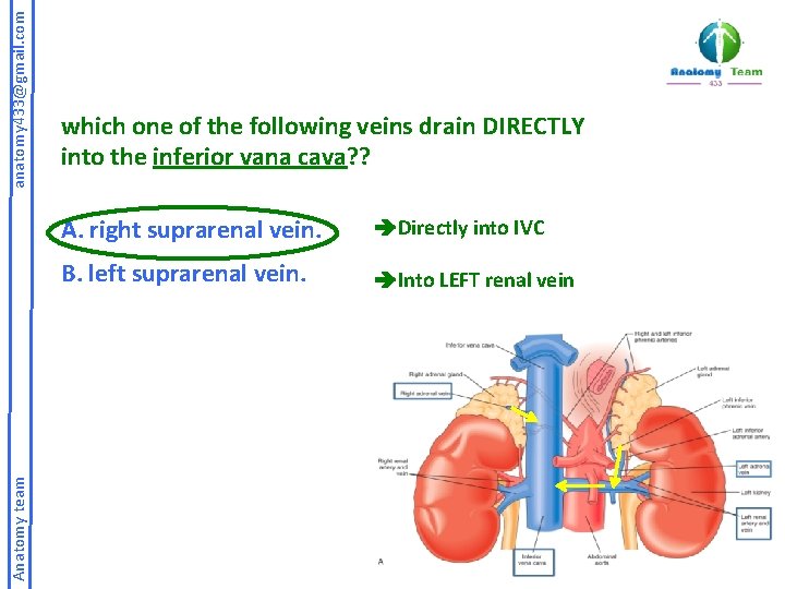 anatomy 433@gmail. com Anatomy team which one of the following veins drain DIRECTLY into