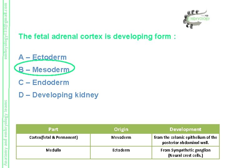 embryology 433@gmail. com The fetal adrenal cortex is developing form : A – Ectoderm
