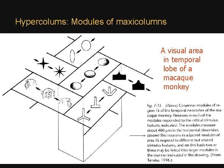 Hypercolums: Modules of maxicolumns A visual area in temporal lobe of a macaque monkey