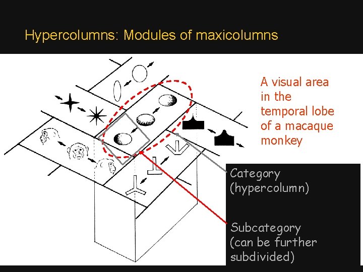 Hypercolumns: Modules of maxicolumns A visual area in the temporal lobe of a macaque