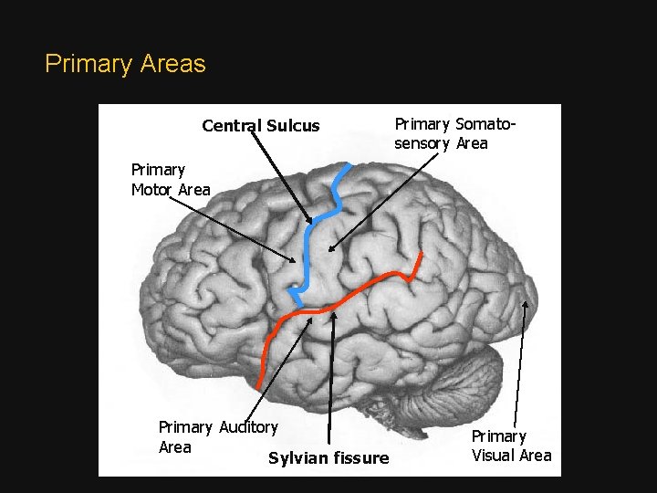 Primary Areas Central Sulcus Primary Somatosensory Area Primary Motor Area Primary Auditory Area Sylvian