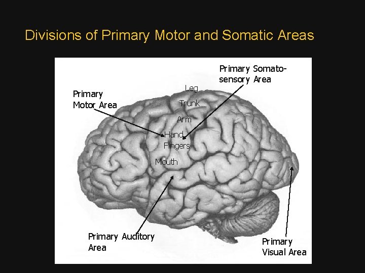 Divisions of Primary Motor and Somatic Areas Leg Primary Motor Area Primary Somatosensory Area