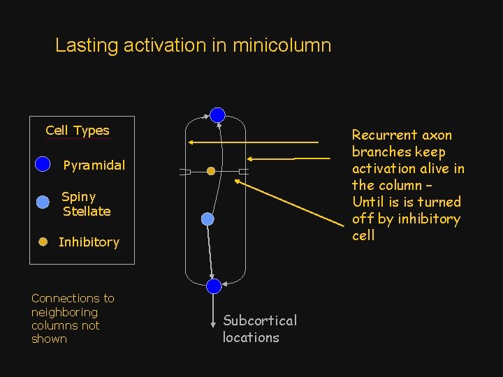 Lasting activation in minicolumn Cell Types Recurrent axon branches keep activation alive in the
