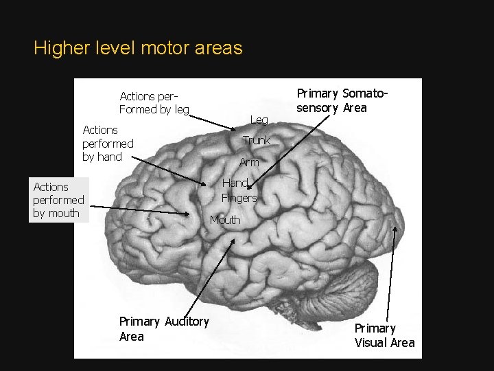 Higher level motor areas Actions per. Formed by leg Actions performed by hand Leg