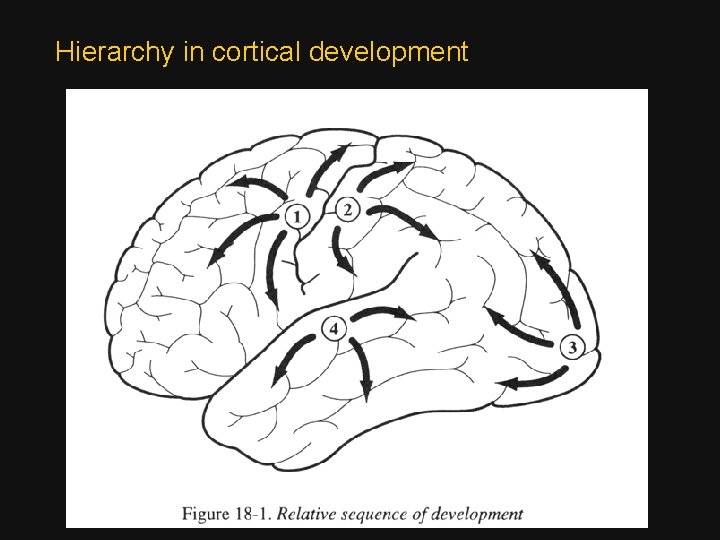 Hierarchy in cortical development 