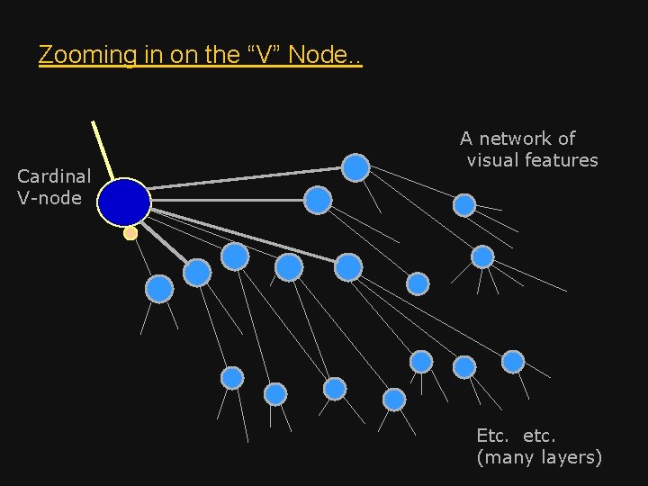 Zooming in on the “V” Node. . Cardinal V-node A network of visual features
