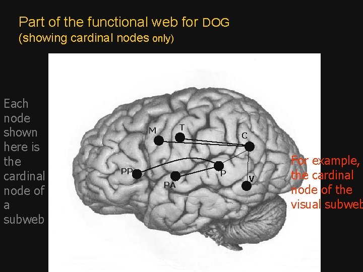 Part of the functional web for DOG (showing cardinal nodes only) Each node shown