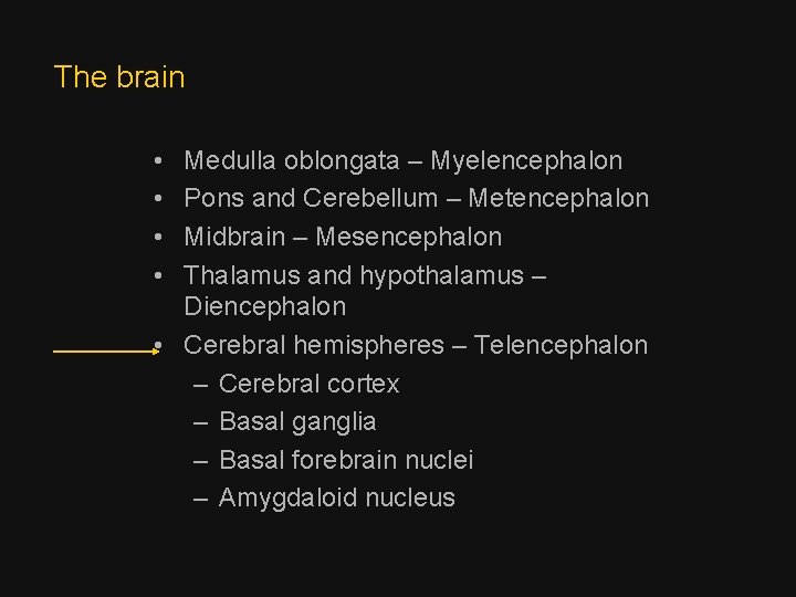 The brain • • Medulla oblongata – Myelencephalon Pons and Cerebellum – Metencephalon Midbrain