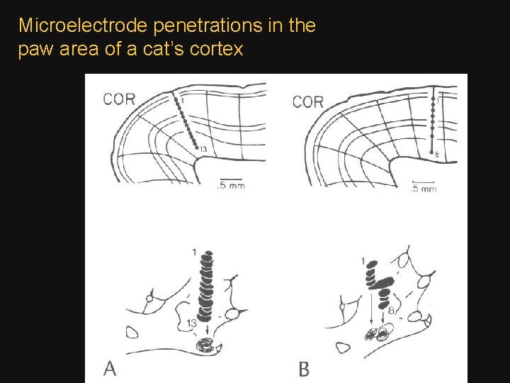 Microelectrode penetrations in the paw area of a cat’s cortex 