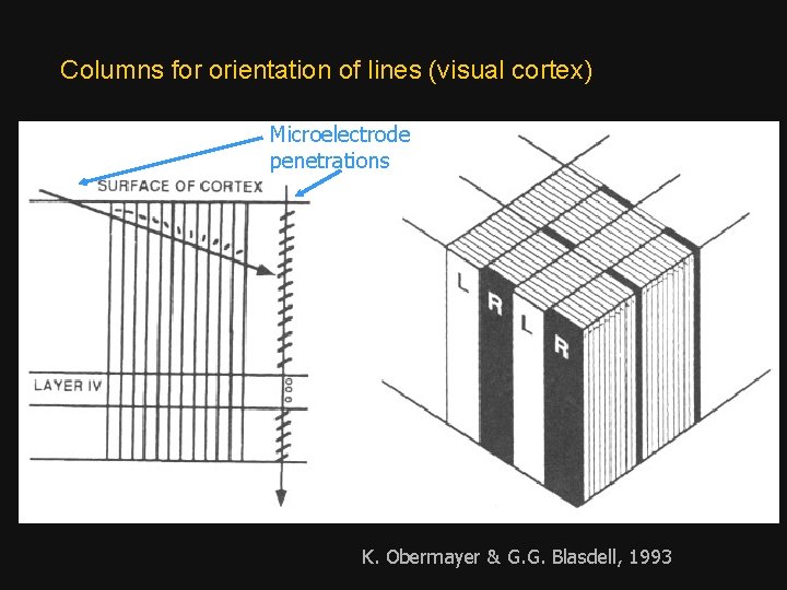 Columns for orientation of lines (visual cortex) Microelectrode penetrations K. Obermayer & G. G.