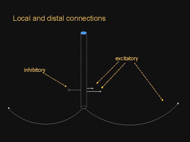 Local and distal connections excitatory inhibitory 