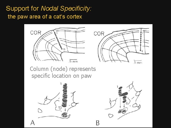 Support for Nodal Specificity: the paw area of a cat’s cortex Column (node) represents
