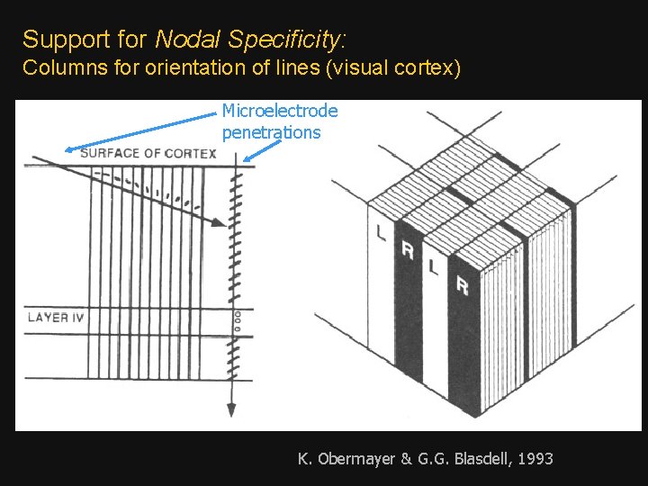 Support for Nodal Specificity: Columns for orientation of lines (visual cortex) Microelectrode penetrations K.