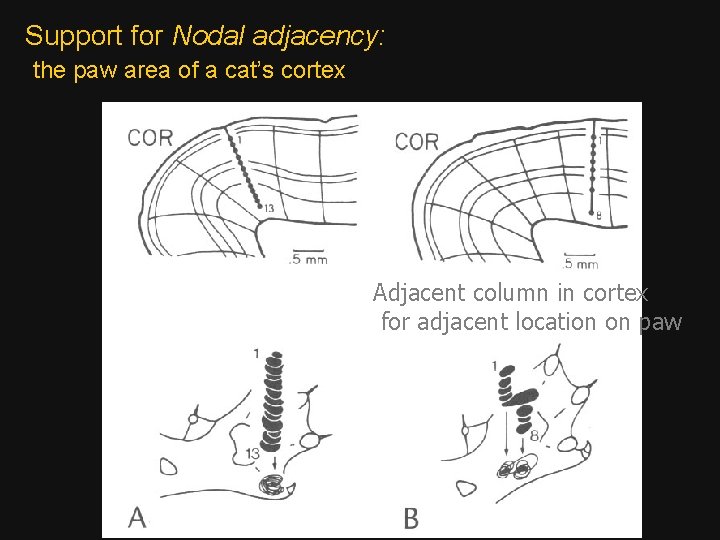 Support for Nodal adjacency: the paw area of a cat’s cortex Adjacent column in