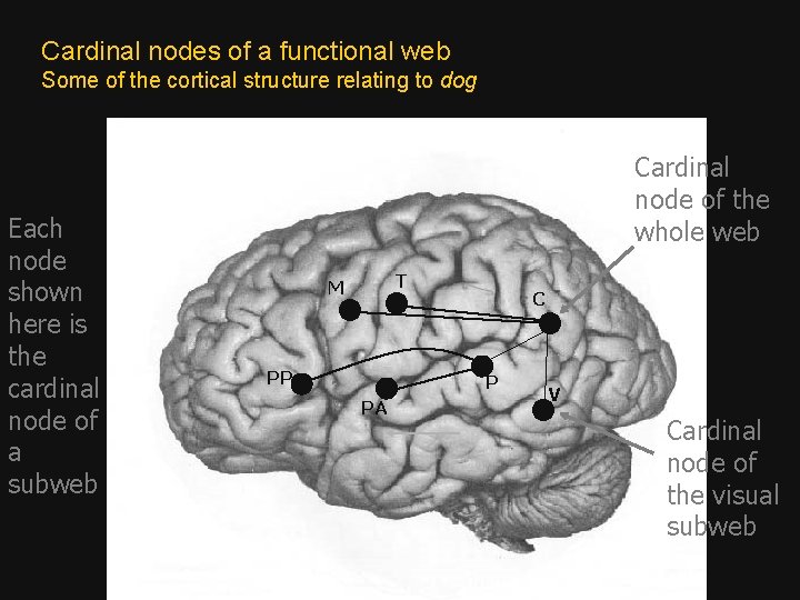 Cardinal nodes of a functional web Some of the cortical structure relating to dog