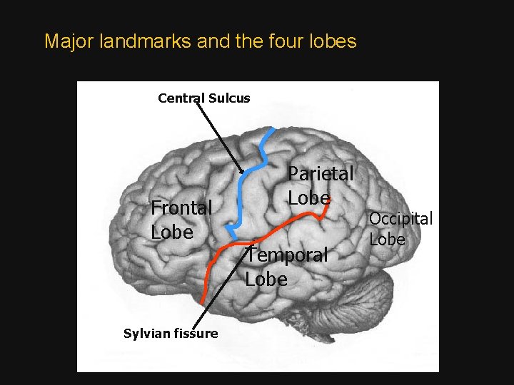 Major landmarks and the four lobes Central Sulcus Frontal Lobe Sylvian fissure Parietal Lobe