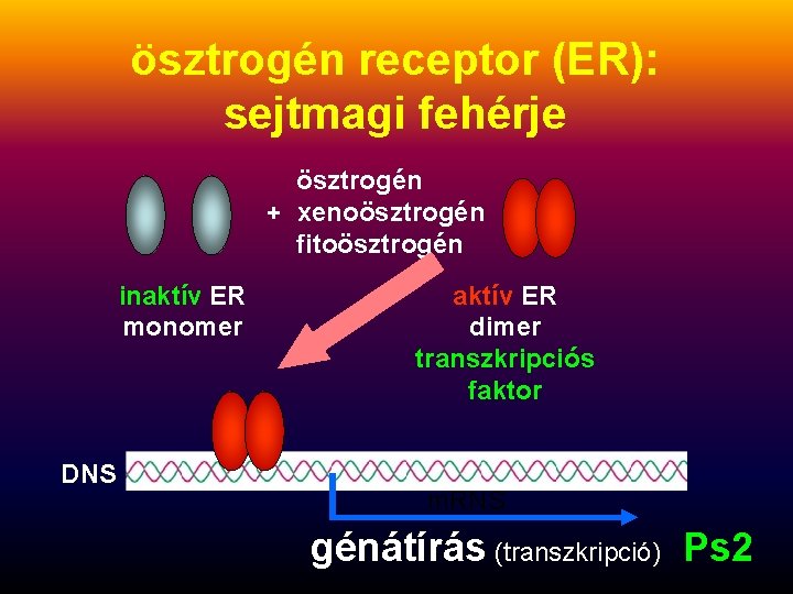 ösztrogén receptor (ER): sejtmagi fehérje ösztrogén + xenoösztrogén fitoösztrogén inaktív ER monomer DNS aktív ösztrogén receptor (ER): sejtmagi fehérje ösztrogén + xenoösztrogén fitoösztrogén inaktív ER monomer DNS aktív