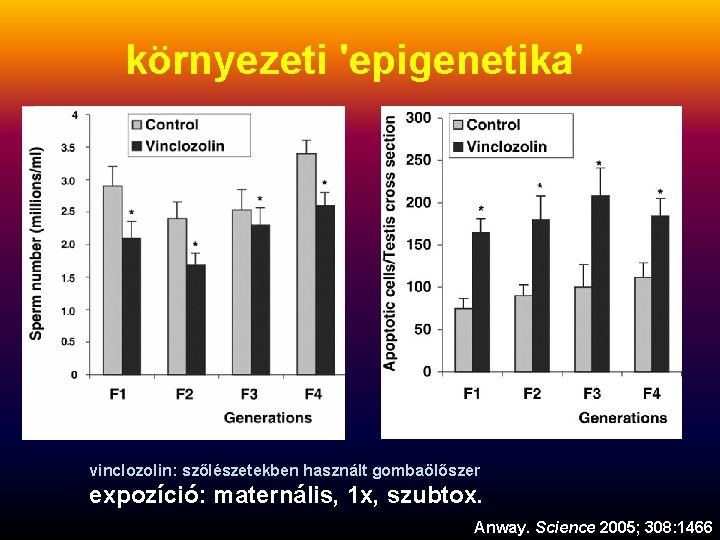 környezeti 'epigenetika' vinclozolin: szőlészetekben használt gombaölőszer expozíció: maternális, 1 x, szubtox. Anway. Science 2005;