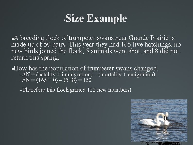  • Size Example A breeding flock of trumpeter swans near Grande Prairie is