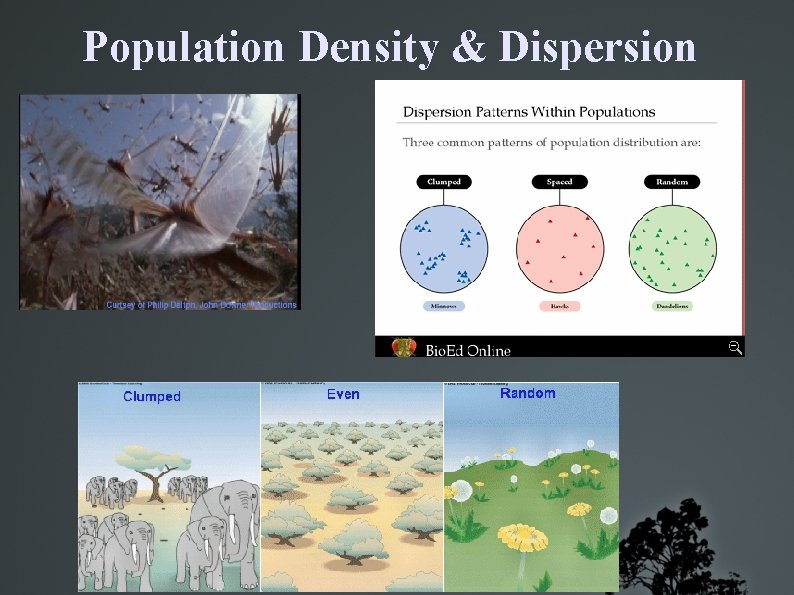 Population Density & Dispersion 