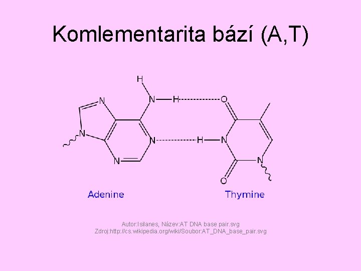 Komlementarita bází (A, T) Autor: Isilanes, Název: AT DNA base pair. svg Zdroj: http: