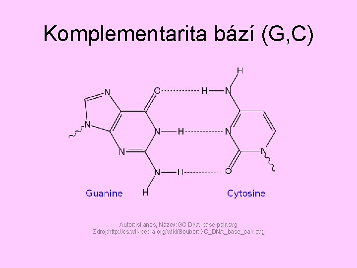 Komplementarita bází (G, C) Autor: Isilanes, Název: GC DNA base pair. svg Zdroj: http: