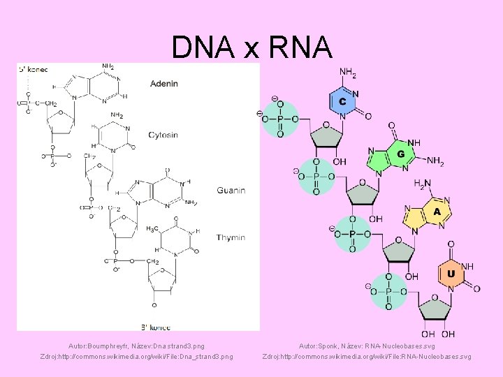 DNA x RNA Autor: Boumphreyfr, Název: Dna strand 3. png Zdroj: http: //commons. wikimedia.