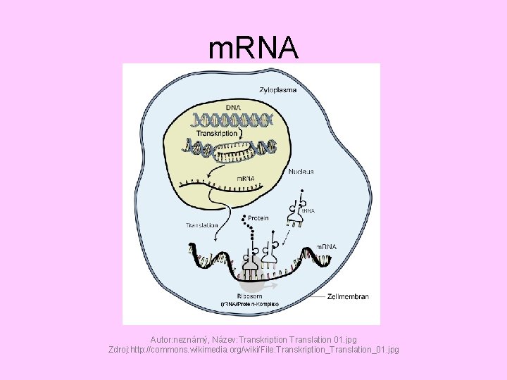 m. RNA Autor: neznámý, Název: Transkription Translation 01. jpg Zdroj: http: //commons. wikimedia. org/wiki/File: