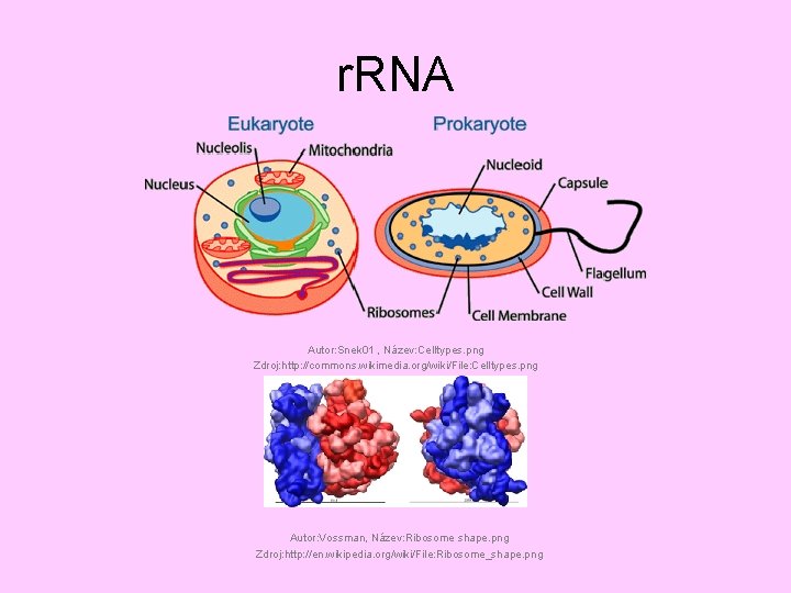 r. RNA Autor: Snek 01 , Název: Celltypes. png Zdroj: http: //commons. wikimedia. org/wiki/File: