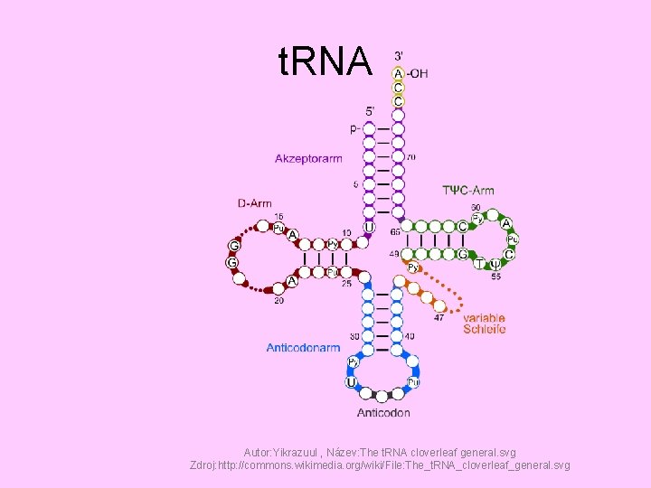 t. RNA Autor: Yikrazuul , Název: The t. RNA cloverleaf general. svg Zdroj: http: