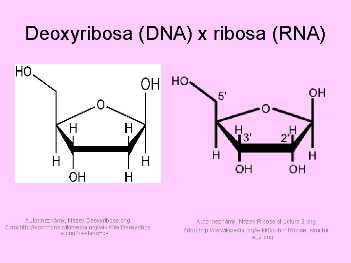 Deoxyribosa (DNA) x ribosa (RNA) Autor: neznámý, Název: Deoxyribose. png Zdroj: http: //commons. wikimedia.
