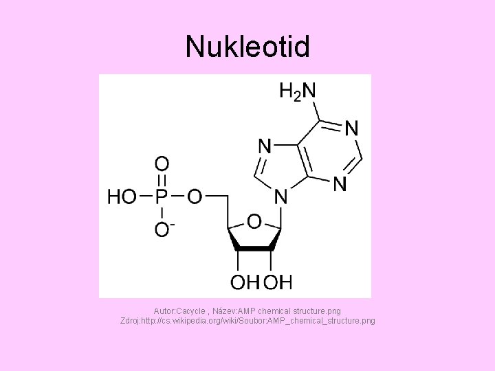 Nukleotid Autor: Cacycle , Název: AMP chemical structure. png Zdroj: http: //cs. wikipedia. org/wiki/Soubor: