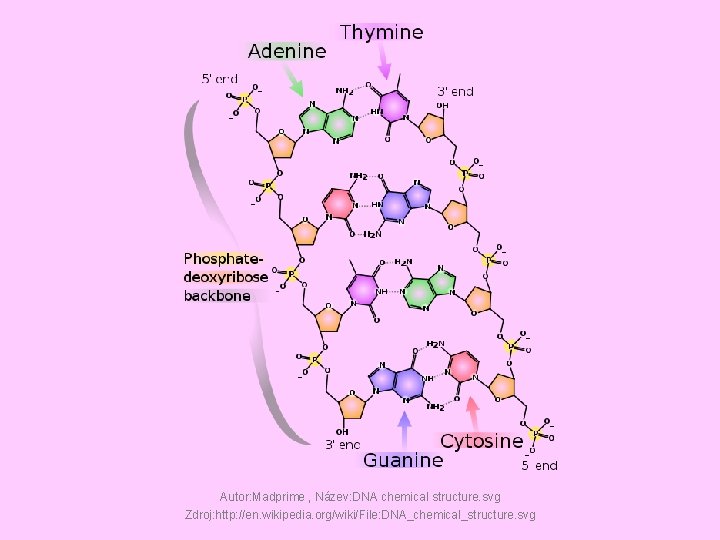 Autor: Madprime , Název: DNA chemical structure. svg Zdroj: http: //en. wikipedia. org/wiki/File: DNA_chemical_structure.