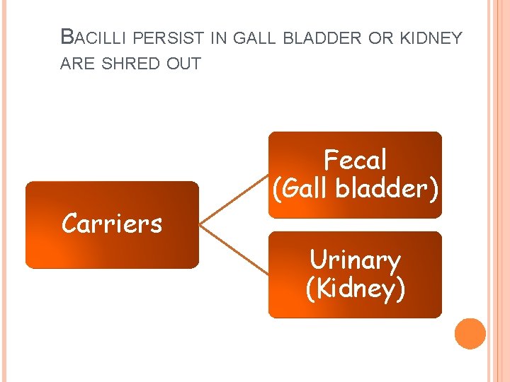 BACILLI PERSIST IN GALL BLADDER OR KIDNEY ARE SHRED OUT Carriers Fecal (Gall bladder)
