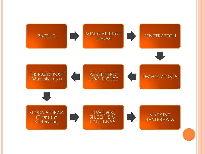 BACILLI MICRO VILLI OF ILEUM PENETRATION THORACIC DUCT (Multiplication) MESENTERIC LYMPHNODES PHAGOCYTOSIS BLOOD STREAM