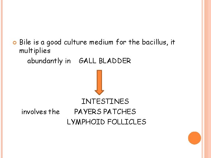  Bile is a good culture medium for the bacillus, it multiplies abundantly in
