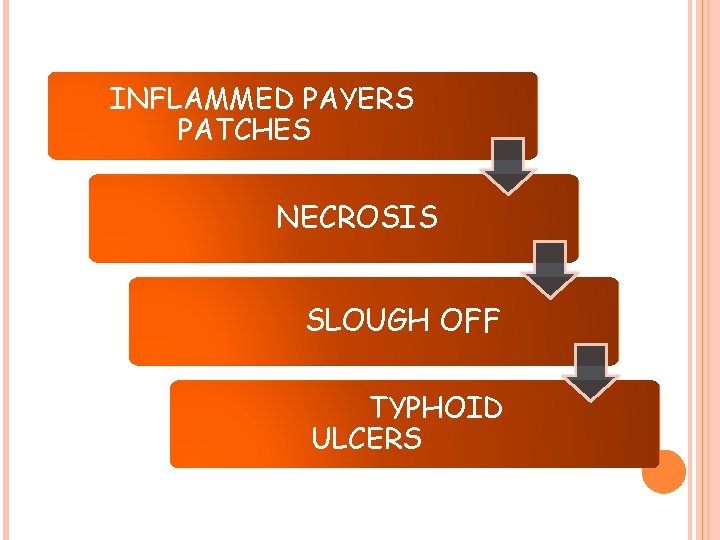 INFLAMMED PAYERS PATCHES NECROSIS SLOUGH OFF TYPHOID ULCERS 