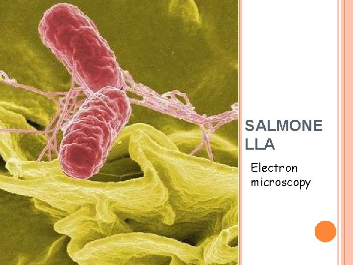 SALMONE LLA Electron microscopy 