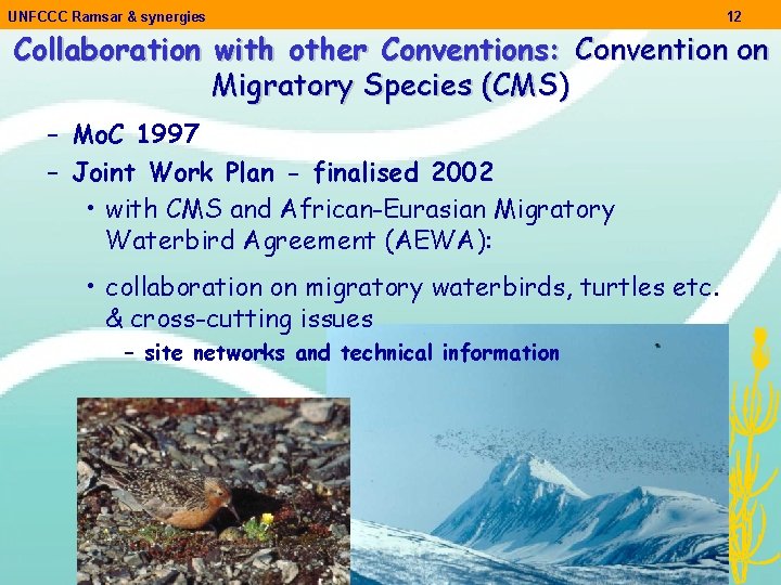 UNFCCC Ramsar & synergies 12 Collaboration with other Conventions: Convention on Migratory Species (CMS)