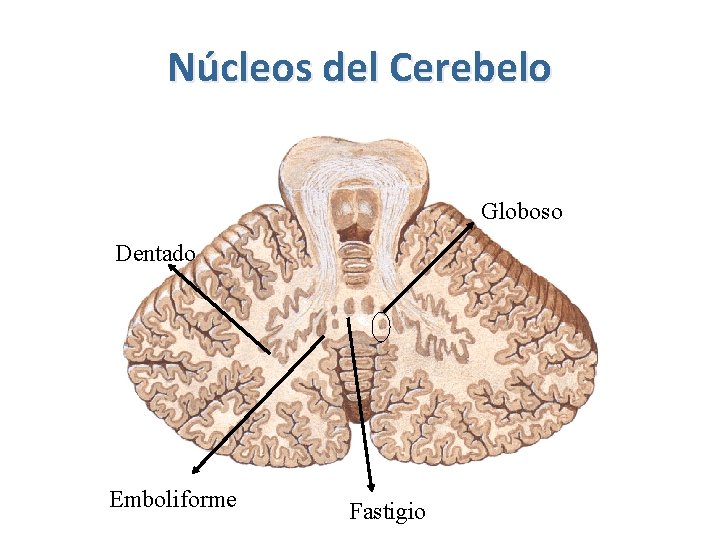 Núcleos del Cerebelo Globoso Dentado Emboliforme Fastigio 