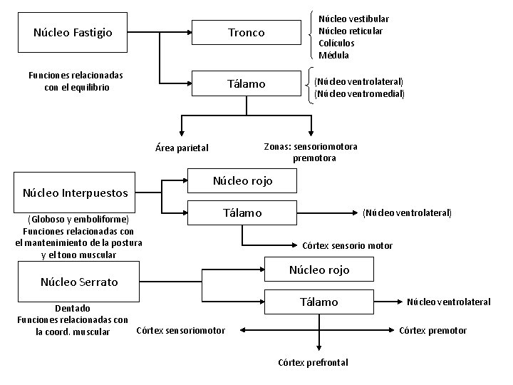 Núcleo Fastigio Tronco Funciones relacionadas con el equilibrio Tálamo (Globoso y emboliforme) Funciones relacionadas