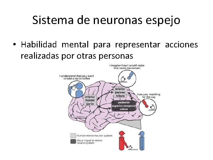 Sistema de neuronas espejo • Habilidad mental para representar acciones realizadas por otras personas