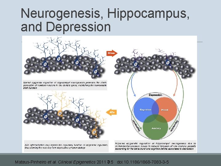 Neurogenesis, Hippocampus, and Depression Mateus-Pinheiro et al. Clinical Epigenetics 2011 3: 5 doi: 10.