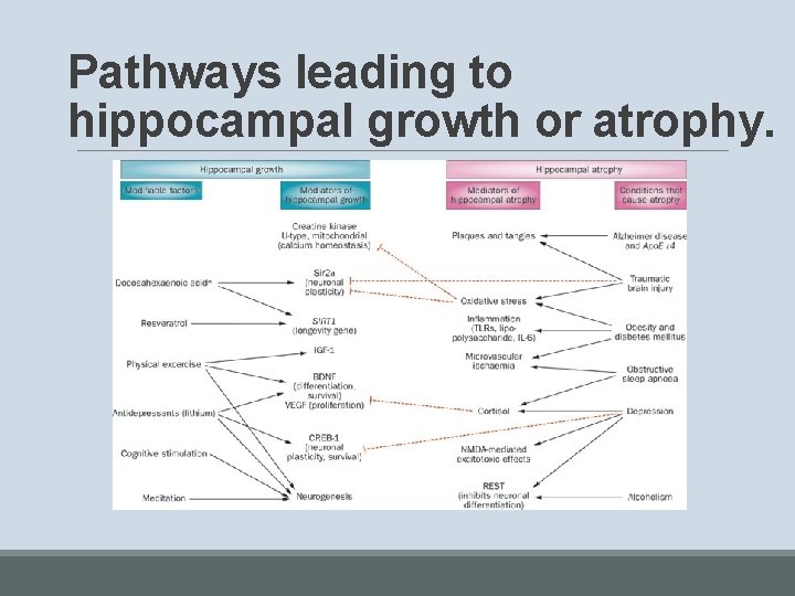 Pathways leading to hippocampal growth or atrophy. 