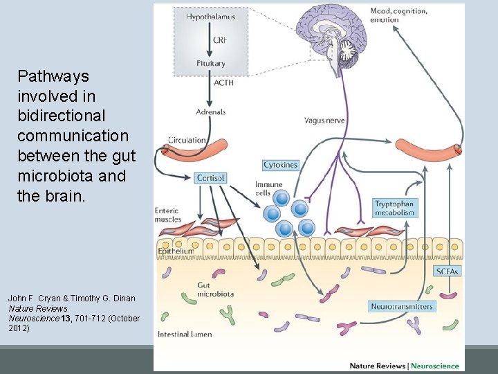 Pathways involved in bidirectional communication between the gut microbiota and the brain. John F.