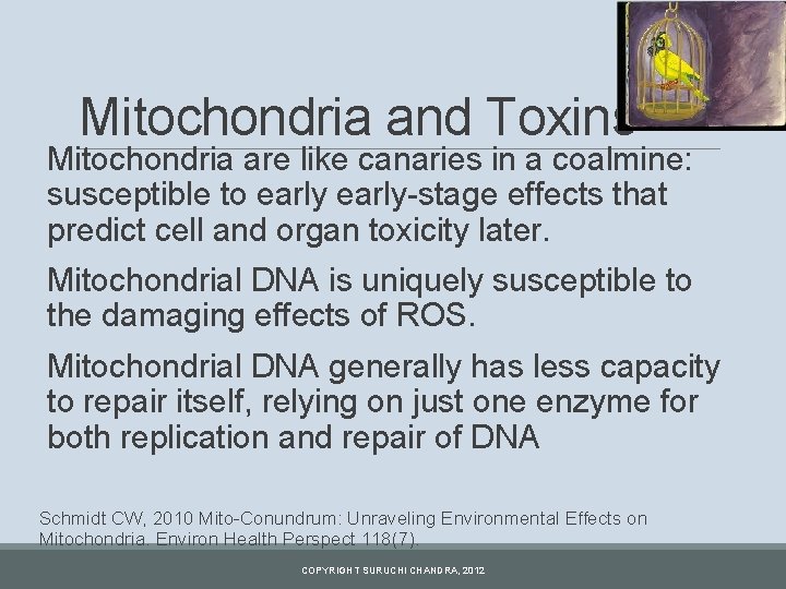 Mitochondria and Toxins Mitochondria are like canaries in a coalmine: susceptible to early-stage effects